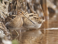 Filename=145-watersnip-web-2.jpg
Filesize=271KB
Dimensions=800x600
Date added=Feb 16, 2012 145-watersnip-web-2.jpg