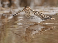 Filename=186-watersnip-web-2.jpg
Filesize=240KB
Dimensions=800x600
Date added=Feb 16, 2012 186-watersnip-web-2.jpg