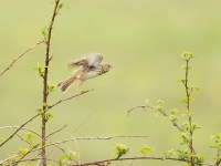 Filename=241-boompieper-web.jpg
Filesize=272KB
Dimensions=800x600
Date added=May 17, 2011 241-boompieper-web.jpg