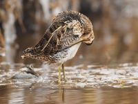 Filename=250-watersnip-web.jpg
Filesize=284KB
Dimensions=800x600
Date added=Feb 16, 2012 250-watersnip-web.jpg