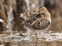 Filename=268-watersnip-web.jpg
Filesize=283KB
Dimensions=800x600
Date added=Feb 16, 2012 268-watersnip-web.jpg