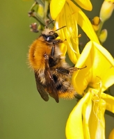 Akkerhommel -- Bombus pascuorum.jpg