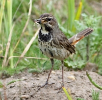 Filename=Blauwborst v.jpg
Filesize=157KB
Dimensions=800x789
Date added=May 25, 2011 Blauwborst v.jpg