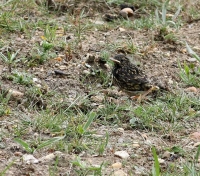 Filename=Blauwborst~0.jpg
Filesize=159KB
Dimensions=860x761
Date added=Jun 18, 2011 Blauwborst~0.jpg