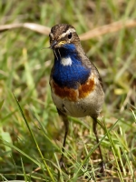 Filename=Blauwborst.jpg
Filesize=155KB
Dimensions=705x940
Date added=May 15, 2011 Blauwborst.jpg