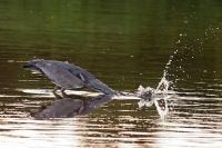 Filename=Blauwe reiger~0.jpg
Filesize=158KB
Dimensions=1020x680
Date added=Jun 18, 2011 Blauwe reiger~0.jpg