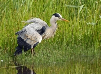 Filename=Blauwe reiger~1.jpg
Filesize=160KB
Dimensions=1100x813
Date added=Jul 11, 2011 Blauwe reiger~1.jpg