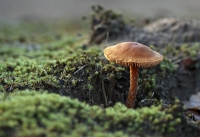 Filename=Bruinrode wasplaat.jpg
Filesize=140KB
Dimensions=800x550
Date added=Dec 07, 2011 Bruinrode wasplaat.jpg