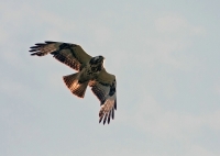 Filename=Buizerd~0.jpg
Filesize=152KB
Dimensions=1100x786
Date added=Jun 06, 2011 Buizerd~0.jpg