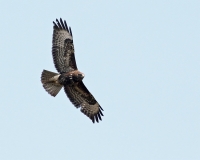 Filename=Buizerd.jpg
Filesize=139KB
Dimensions=940x752
Date added=Mar 28, 2011 Buizerd.jpg