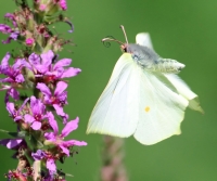 Filename=Citroenvlinder~0.jpg
Filesize=108KB
Dimensions=970x814
Date added=Aug 04, 2015 Citroenvlinder~0.jpg
