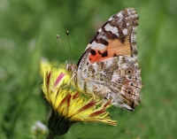 Filename=Distelvlinder~0.jpg
Filesize=153KB
Dimensions=1070x840
Date added=May 15, 2015 Distelvlinder~0.jpg