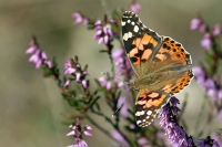 Filename=Distelvlinder.jpg
Filesize=105KB
Dimensions=950x633
Date added=Sep 09, 2014 Distelvlinder.jpg