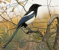 Filename=Ekster.jpg
Filesize=148KB
Dimensions=800x687
Date added=Dec 19, 2011 Ekster.jpg