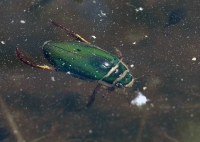 Filename=Geelgerande watertor.jpg
Filesize=159KB
Dimensions=960x686
Date added=Apr 27, 2011 Geelgerande watertor.jpg