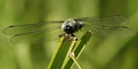Filename=Gewone oeverlibel.jpg
Filesize=144KB
Dimensions=1100x550
Date added=Jun 04, 2011 Gewone oeverlibel.jpg