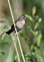 Filename=Grasmus~0.jpg
Filesize=150KB
Dimensions=571x800
Date added=Jun 06, 2011 Grasmus~0.jpg
