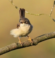 Filename=Grasmus.jpg
Filesize=159KB
Dimensions=766x800
Date added=Jun 03, 2011 Grasmus.jpg