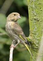 Filename=Groenling.jpg
Filesize=157KB
Dimensions=600x840
Date added=Jul 12, 2011 Groenling.jpg