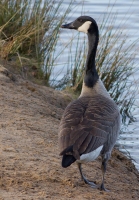 Filename=Grote canadese gans~0.jpg
Filesize=259KB
Dimensions=559x800
Date added=Jan 13, 2012 Grote canadese gans~0.jpg