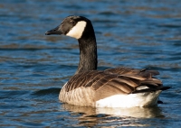 Filename=Grote canadese gans.jpg
Filesize=97KB
Dimensions=1100x786
Date added=Feb 19, 2011 Grote canadese gans.jpg