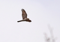Filename=Havik.jpg
Filesize=167KB
Dimensions=840x600
Date added=Feb 14, 2011 Havik.jpg
