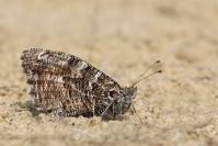 Filename=Heivlinder~1.jpg
Filesize=118KB
Dimensions=980x653
Date added=Sep 09, 2014 Heivlinder~1.jpg