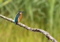Filename=IJsvogel~0.jpg
Filesize=152KB
Dimensions=1020x718
Date added=Jun 19, 2011 IJsvogel~0.jpg