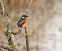 Filename=IJsvogel~1.jpg
Filesize=151KB
Dimensions=800x663
Date added=Dec 04, 2011 IJsvogel~1.jpg