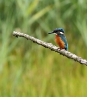 Filename=IJsvogel.jpg
Filesize=148KB
Dimensions=782x880
Date added=Jun 19, 2011 IJsvogel.jpg
