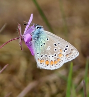 Filename=Icarusblauwtje----Poyommatu.jpg
Filesize=97KB
Dimensions=810x883
Date added=May 14, 2015 Icarusblauwtje----Poyommatu.jpg