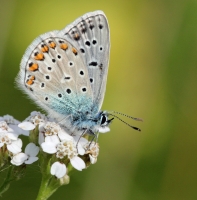 Filename=Icarusblauwtje.jpg
Filesize=194KB
Dimensions=789x800
Date added=Jul 29, 2012 Icarusblauwtje.jpg
