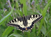 Filename=Koninginnepage----Papilio-m.jpg
Filesize=165KB
Dimensions=1100x816
Date added=May 14, 2015 Koninginnepage----Papilio-m.jpg