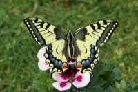 Filename=Koninginnepage.jpg
Filesize=155KB
Dimensions=1100x733
Date added=Apr 25, 2011 Koninginnepage.jpg