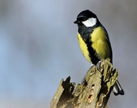 Filename=Koolmees.jpg
Filesize=141KB
Dimensions=800x631
Date added=Dec 09, 2011 Koolmees.jpg