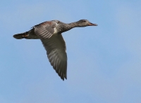 Filename=Krakeend.jpg
Filesize=237KB
Dimensions=800x588
Date added=May 19, 2012 Krakeend.jpg