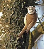 Filename=Kuifmees.jpg
Filesize=149KB
Dimensions=731x800
Date added=Mar 12, 2012 Kuifmees.jpg