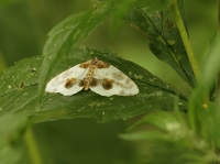 Filename=Porseleinvlinder.jpg
Filesize=146KB
Dimensions=920x689
Date added=Jul 17, 2011 Porseleinvlinder.jpg