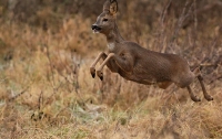 Filename=Ree.jpg
Filesize=145KB
Dimensions=800x506
Date added=Dec 12, 2011 Ree.jpg