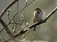 Filename=Rietgors.jpg
Filesize=244KB
Dimensions=1100x824
Date added=Mar 20, 2011 Rietgors.jpg