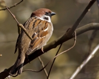 Filename=Ringmus.jpg
Filesize=185KB
Dimensions=960x768
Date added=Mar 31, 2011 Ringmus.jpg
