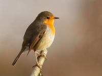 Filename=Roodborst bewerkt.jpg
Filesize=220KB
Dimensions=800x599
Date added=Dec 15, 2011 Roodborst bewerkt.jpg