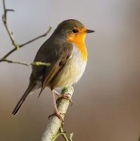 Filename=Roodborst.jpg
Filesize=142KB
Dimensions=796x800
Date added=Dec 12, 2011 Roodborst.jpg