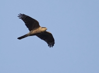 Filename=Sperwer.jpg
Filesize=145KB
Dimensions=800x592
Date added=Apr 01, 2012 Sperwer.jpg