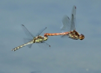Filename=Steenrode-Heidelibel.jpg
Filesize=54KB
Dimensions=1020x741
Date added=Sep 17, 2014 Steenrode-Heidelibel.jpg