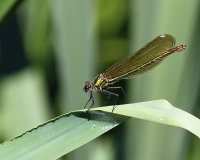 Filename=Weidebeekjuffer.jpg
Filesize=152KB
Dimensions=1000x800
Date added=May 29, 2011 Weidebeekjuffer.jpg