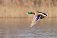Filename=Wilde eend.jpg
Filesize=142KB
Dimensions=1040x697
Date added=Mar 09, 2011 Wilde eend.jpg