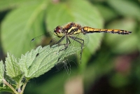 Filename=Zwarte-Heidelibel.jpg
Filesize=110KB
Dimensions=960x646
Date added=Sep 12, 2014 Zwarte-Heidelibel.jpg