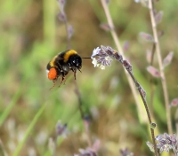 Filename=aardhommel.jpg
Filesize=71KB
Dimensions=780x687
Date added=May 17, 2015 aardhommel.jpg