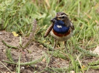 Filename=blauwborst.jpg
Filesize=176KB
Dimensions=1020x764
Date added=May 15, 2011 blauwborst.jpg